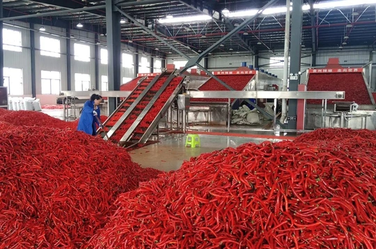 科技+订单：贵州印江辣椒产业跑出加速度