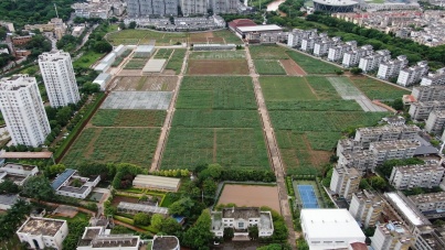 科技赋能甘蔗育种，开远打造高产高糖“甜蜜芯”事业