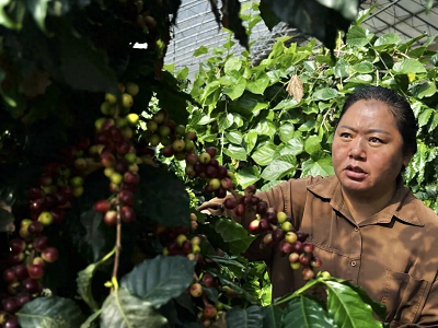 西藏成功培育高原咖啡，六年攻关突破种植技术瓶颈