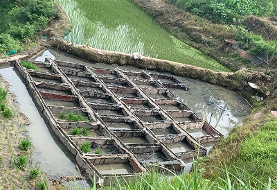 贵州研发矿物微生物协同技术，精准修复重金属污染农田