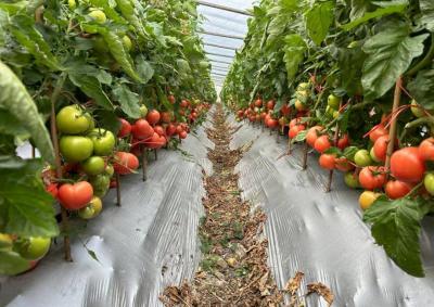 济南天桥番茄科技小院晋升国家级 产学研联动助推产业振兴