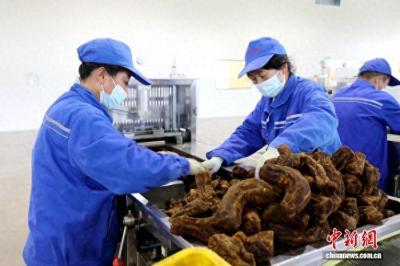 科技传承双驱动 礼县大黄香飘海内外