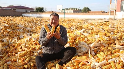 内蒙古喀喇沁旗农业提质增效 机械化与设施农业双轮驱动