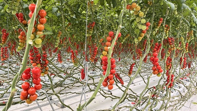 玉溪黑村：科技赋能小番茄 撬动千万大产业